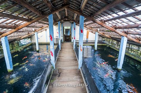 佳河錦鯉園